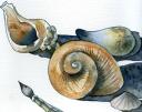 'Shells' - watercolour